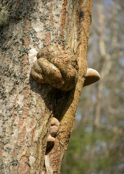 Picture Pepper Old Tree Trunk Rotten Wood Texture Growths Tree — Stock Photo, Image