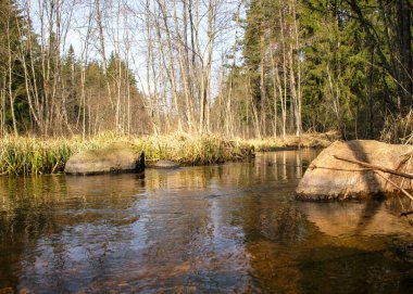 İlkbaharın başlarında küçük, vahşi bir nehir, çıplak ağaçlar, sudaki yansımalar, nehir kıyısındaki kuru çimenler, Stikupe, Vaidava, Letonya