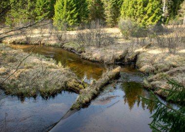 İlkbaharın başlarında küçük, vahşi bir nehir, çıplak ağaçlar, sudaki yansımalar, nehir kıyısındaki kuru çimenler, Stikupe, Vaidava, Letonya