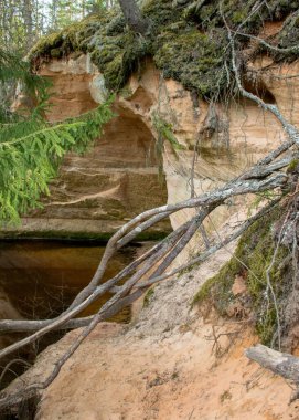 Bahar manzarası, kumtaşı desenli küçük bir nehir, kumtaşı deseni, eski çimenler, yosun ve diğer tipik bitkiler, Strikupe, Vaidava, Letonya