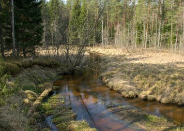 İlkbaharın başlarında küçük, vahşi bir nehir, çıplak ağaçlar, sudaki yansımalar, nehir kıyısındaki kuru çimenler, Stikupe, Vaidava, Letonya