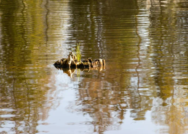 Alter Baumstumpf Wasser Abstrakter Und Verschwommener Wasserhintergrund Wassertextur — Stockfoto