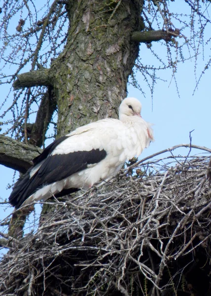 Witte Ooievaar Een Oude Lariksboom Ooievaar Nest Lente Nesttijd Vogeltrek — Stockfoto