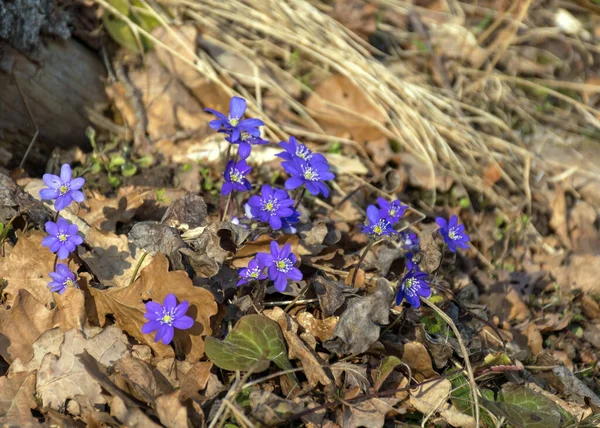 Krajobraz Pierwszymi Fragmentami Wiosennych Kwiatów Konturów Lesie Rozmytym Tle Starych — Zdjęcie stockowe