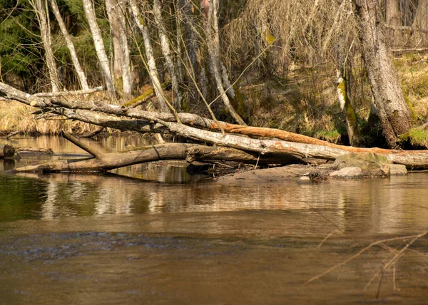 Πρώιμο Εαρινό Τοπίο Ένα Μικρό Άγριο Ποτάμι Γυμνά Δέντρα Αντανακλάσεις — Φωτογραφία Αρχείου