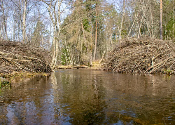 Frühlingslandschaft Mit Einem Kleinen Wilden Fluss Kahlen Bäumen Spiegelungen Wasser — Stockfoto