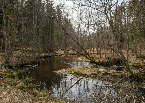 Vroeg Voorjaarslandschap Met Een Kleine Wilde Rivier Kale Bomen Reflecties — Stockfoto