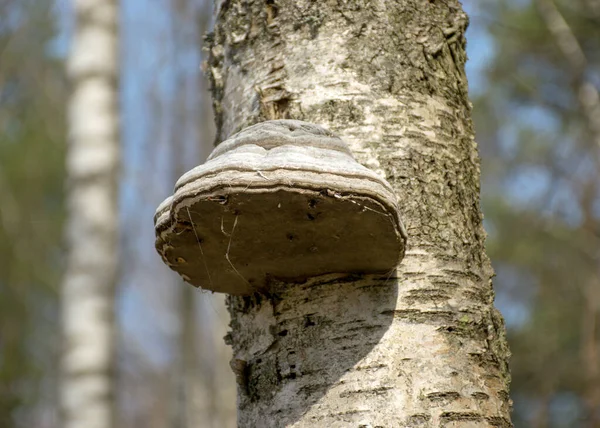 Immagine Con Pepe Vecchio Tronco Albero Struttura Legno Marcio Escrescenze — Foto Stock