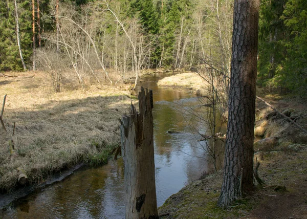 Tidigt Våren Landskap Med Liten Vild Flod Kala Träd Reflektioner — Stockfoto