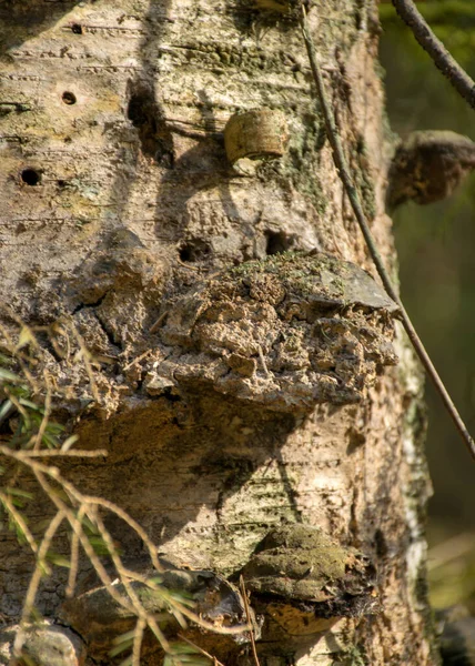 古い木の幹や腐った木の質感木の成長春の写真 — ストック写真