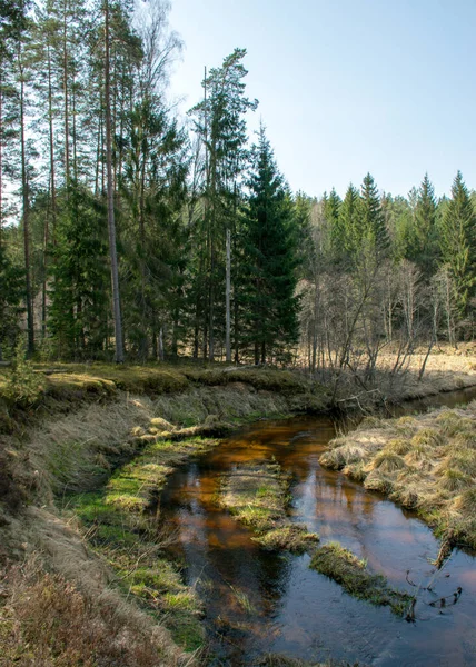 Wczesna Wiosna Krajobraz Małą Dziką Rzeką Gołe Drzewa Odbicia Wodzie — Zdjęcie stockowe