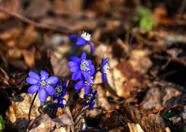 İlkbahar çiçeklerinin ilk parçalarıyla ve ormandaki dış hatlarıyla eski yaprakların bulanık arka planı, doğada bahar.