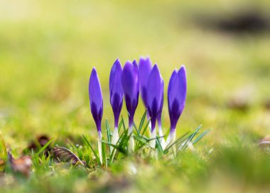 Baharın ilk çiçek kırıntıları ve bahçenin dış hatları ile yeşil çimenlerin bulanık arka planı, doğada bahar
