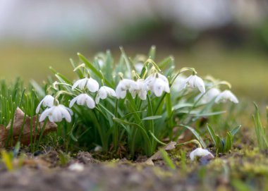Baharın ilk çiçek kırıntıları ve bahçenin dış hatları ile yeşil çimenlerin bulanık arka planı, doğada bahar