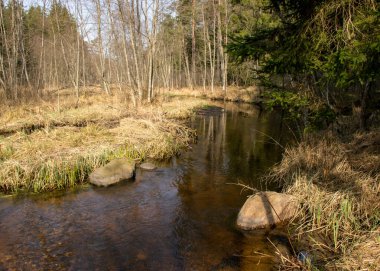 İlkbaharın başlarında küçük, vahşi bir nehir, çıplak ağaçlar, sudaki yansımalar, nehir kıyısındaki kuru çimenler, Stikupe, Vaidava, Letonya