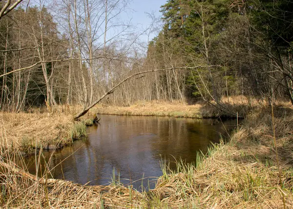 Paesaggio Primaverile Con Piccolo Fiume Selvaggio Alberi Spogli Riflessi Acqua — Foto Stock