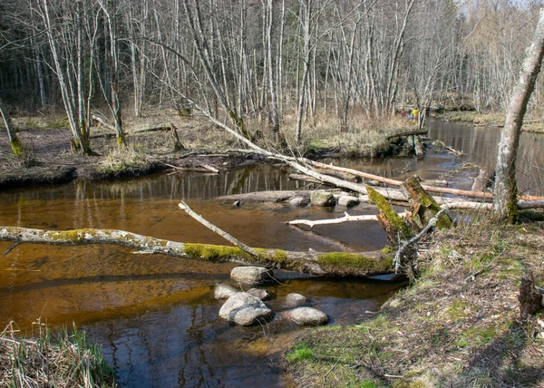 Tidigt Våren Landskap Med Liten Vild Flod Kala Träd Reflektioner — Stockfoto