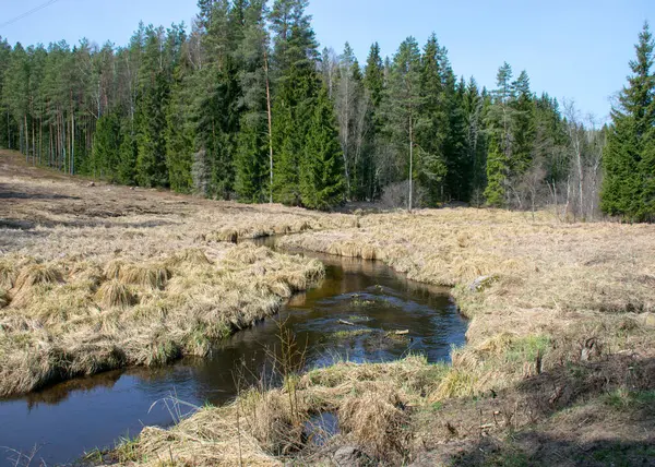 İlkbaharın başlarında küçük, vahşi bir nehir, çıplak ağaçlar, sudaki yansımalar, nehir kıyısındaki kuru çimenler, Stikupe, Vaidava, Letonya