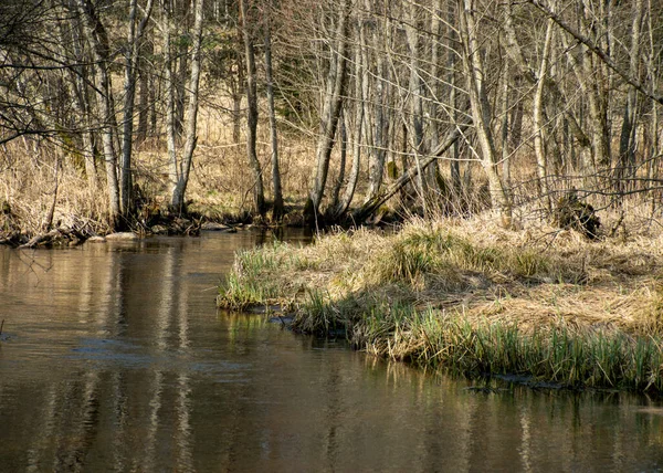 İlkbaharın başlarında küçük, vahşi bir nehir, çıplak ağaçlar, sudaki yansımalar, nehir kıyısındaki kuru çimenler, Stikupe, Vaidava, Letonya