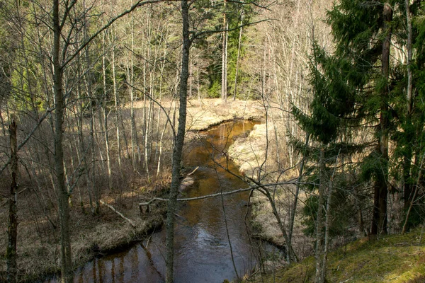 İlkbaharın başlarında küçük, vahşi bir nehir, çıplak ağaçlar, sudaki yansımalar, nehir kıyısındaki kuru çimenler, Stikupe, Vaidava, Letonya