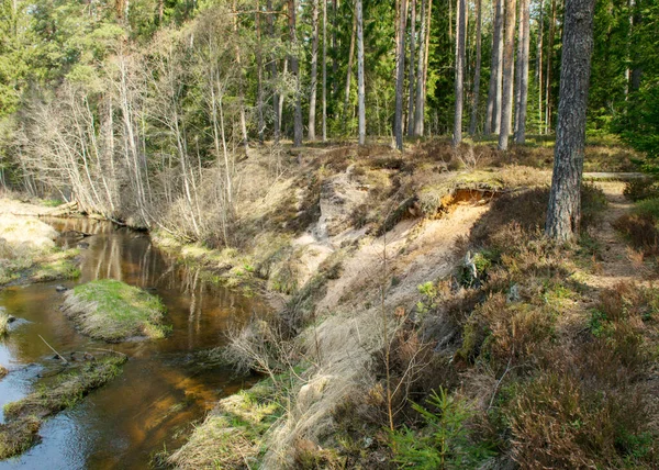 Vårlandskap Med Sandstensåsar Vid Liten Vild Flod Sandstensstruktur Gammalt Gräs — Stockfoto