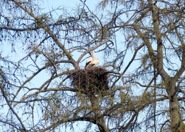Eski bir karaçam ağacındaki beyaz leylek, leylek yuvası, bahar yuvalanma zamanı, kuş göçü