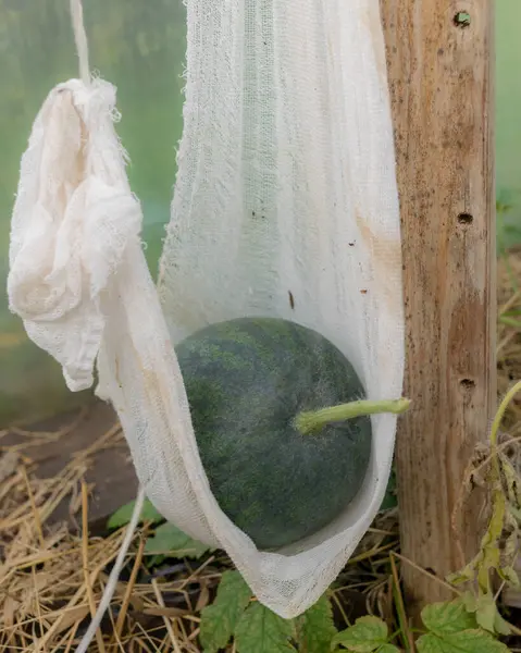 Wassermelone Hing Einem Kleidungsstück Nicht Fallen Gewächshaus Erntezeit Herbstgarten — Stockfoto