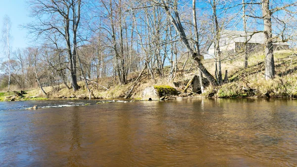 Baharda küçük, vahşi bir nehrin kıyılarını görmek, çıplak ağaçlar, sudaki yansımalar, küçük vahşi bir nehir, Letonya 'daki Abuls nehri.