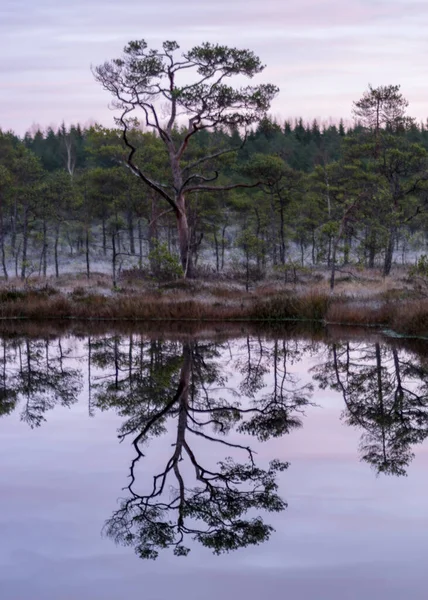 Dusk Morning Swamp First Frost Moss Mosses Lichens Grass Dark — Stock Photo, Image