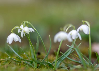 Baharın ilk çiçek kırıntıları ve bahçenin dış hatları ile yeşil çimenlerin bulanık arka planı, doğada bahar
