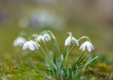 Baharın ilk çiçek kırıntıları ve bahçenin dış hatları ile yeşil çimenlerin bulanık arka planı, doğada bahar
