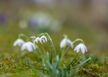 Baharın ilk çiçek kırıntıları ve bahçenin dış hatları ile yeşil çimenlerin bulanık arka planı, doğada bahar
