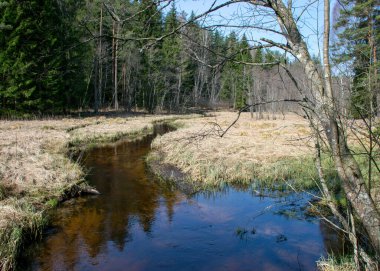 İlkbaharın başlarında küçük, vahşi bir nehir, çıplak ağaçlar, sudaki yansımalar, nehir kıyısındaki kuru çimenler, Stikupe, Vaidava, Letonya