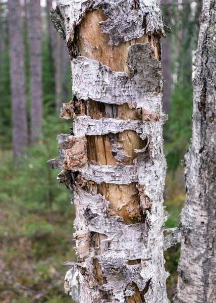 Абстрактный Старый Мертвый Ствол Березы Лесной Фон — стоковое фото