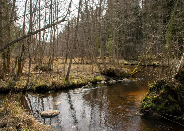 Vroeg Voorjaarslandschap Met Een Kleine Wilde Rivier Kale Bomen Reflecties — Stockfoto