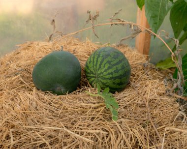 Samanlıkta karpuz, sera, hasat zamanı, sonbahar bahçesi