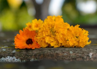 Eski bir ahşap masanın arka planında parlak sonbahar çiçeği parçacıkları olan kompozisyon, arka plan için uygun güzel doku.