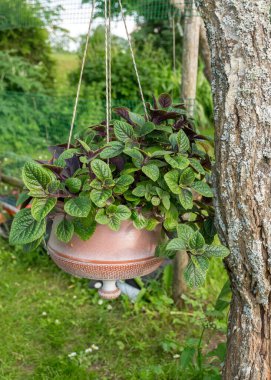 Asılı kil saksı ve yeşil süs bitkilerinin yaz manzarası, bahçe kavramı