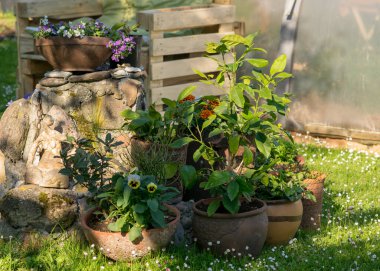 Tencerelerde renkli bahçeler, çiçek açan bitkiler ve yaz bahçesinde çiçekler.