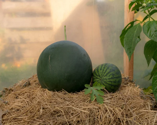 Komposition Mit Wassermelonen Auf Dem Heuhaufen Gewächshaus Erntezeit Herbstgarten — Stockfoto