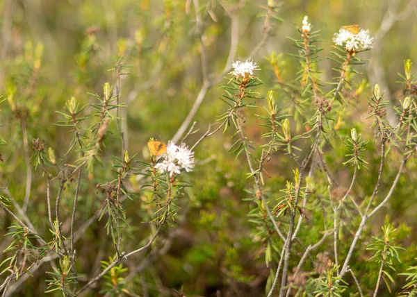 Plantes Tourbière Traditionnelles Mousses Lichens Gros Plan Papillons Fleurs Fond — Photo