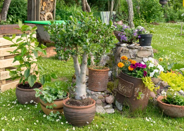 Fleurs Jardin Colorées Pots Plantes Fleurs Fleurs Dans Jardin Été — Photo