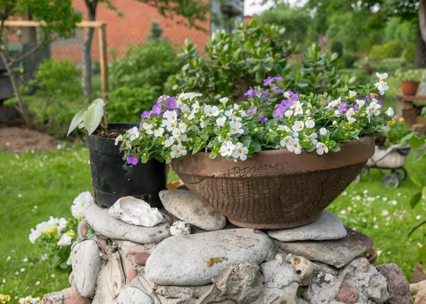 Fleurs Jardin Colorées Pots Plantes Fleurs Fleurs Dans Jardin Été — Photo