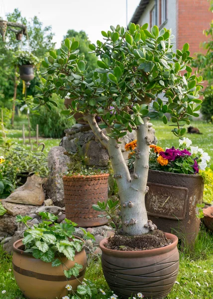 Fleurs Jardin Colorées Pots Plantes Fleurs Fleurs Dans Jardin Été — Photo