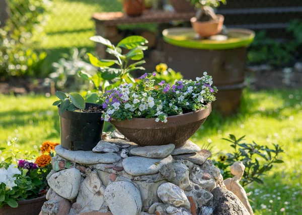 Fleurs Jardin Colorées Pots Plantes Fleurs Fleurs Dans Jardin Été — Photo