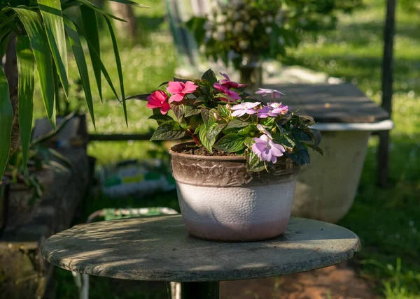 Fleurs Jardin Colorées Pots Plantes Fleurs Fleurs Dans Jardin Été — Photo