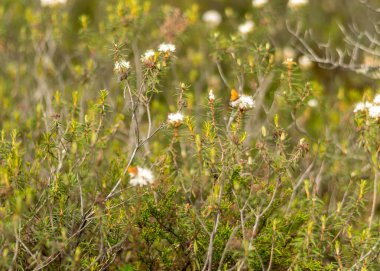 Geleneksel bataklık bitkileri, yosunlar, liken çiçekleri, çiçek açan kelebekler, bataklık arka planı, yazın bataklık dokusu