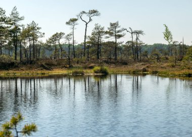 Mavi gökyüzü ve suyla güzel bataklık manzarası, geleneksel bataklık bitkileri, yosunlar ve ağaçlar, yazın bataklık.