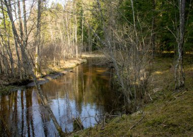 İlkbaharın başlarında küçük, vahşi bir nehir, çıplak ağaçlar, sudaki yansımalar, nehir kıyısındaki kuru çimenler, Stikupe, Vaidava, Letonya