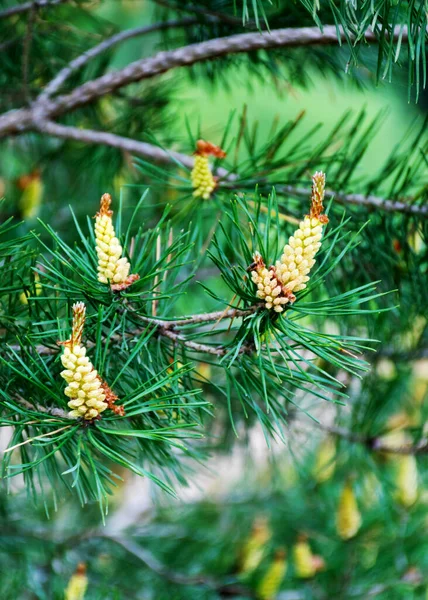 Flowering Pine Bud Natural Green Background Close View Branch Pine — Stock Photo, Image